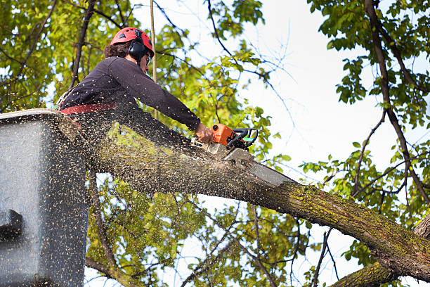 Why Choose Our Tree Removal Services in Newport, RI?